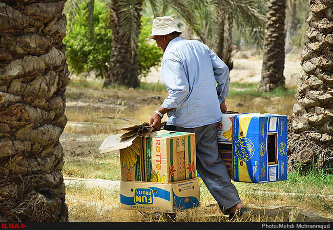 برداشت خرما از نخلستان های جم