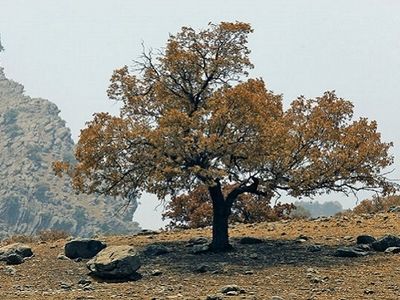 درگیر شدن ۳۵ هکتار از جنگل‌های زاگرس چهارمحال و بختیاری با آفات و بیماری‌ها