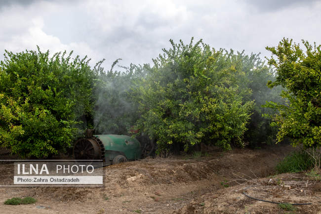 دشت ناز بزرگترین واحد کشت و صنعت مدرن در شمال کشور 