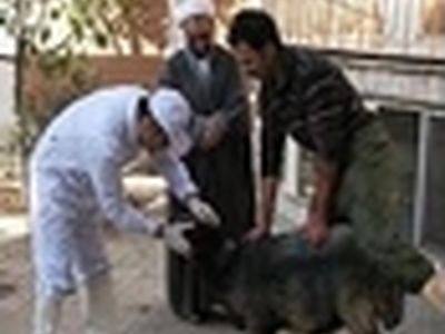 اعزام اکیپ‌های متخصص دامپزشکی به هیات‌های عزاداری