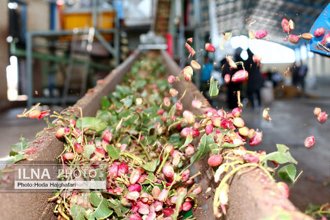 برداشت پسته از باغات نیشابور