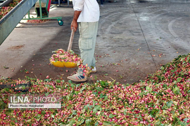 برداشت پسته از باغات نیشابور