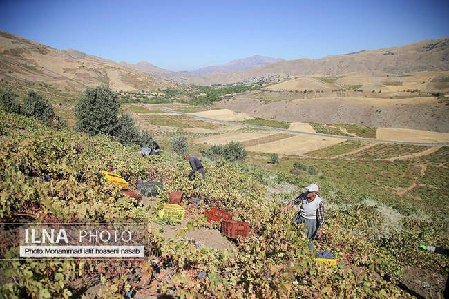 برداشت انور طلای سیاه در کردستان روستای پایگلان 