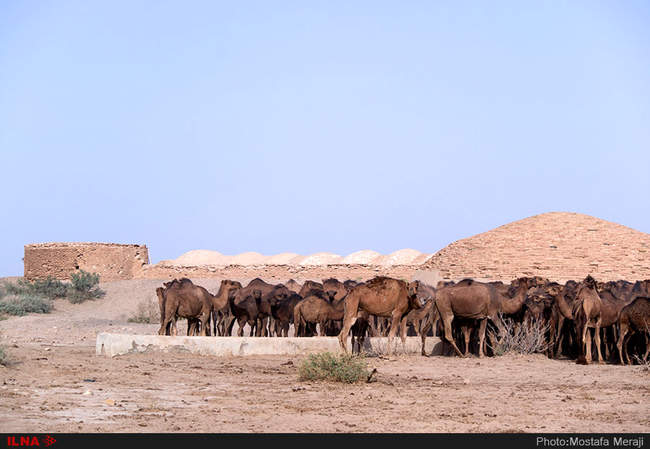 شترها در پارک ملی کویر، حوالی کاروانسرای دیرگچین 