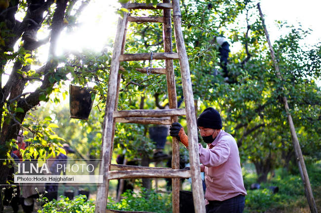 برداشت گلابی از باغات چناران