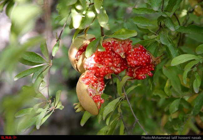 برداشت یاقوت های سرخ از باغات هورامان