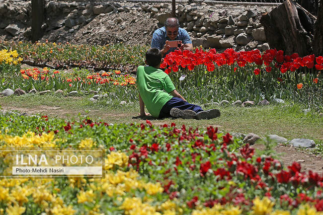باغ لاله های آسارا 