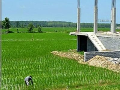 استقرار کارشناسان زراعی ایران در افغانستان/صدور مجوز برای واردات شترمرغ‌ پرورشی
