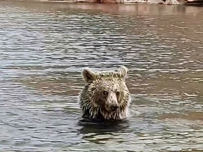 آب تنی خرس در دریاچه قله سبلان + فیلم