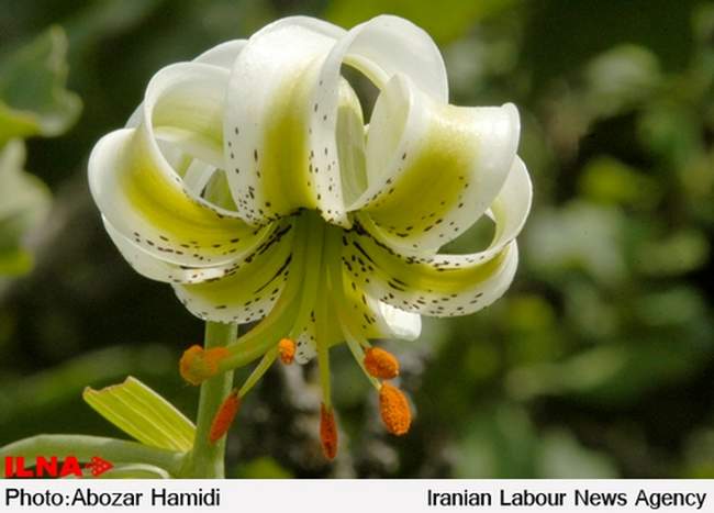 «سوسن چلچراغ»