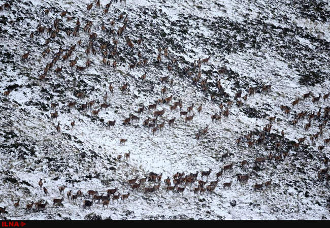 بارش برف زود هنگام در سراسر جهان