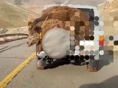 شکارچی غیر مجاز گراز که فیلم آن در شبکه های اجتماعی منتشر شده بود با رصد فضای مجازی دستگیر شد + فیلم