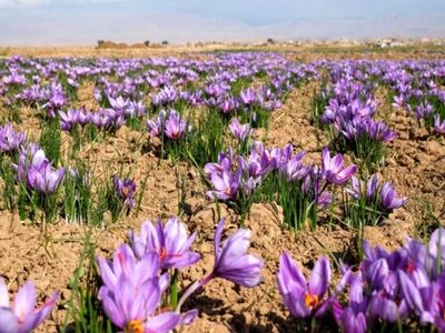 آغاز برداشت زعفران در بیش از 10 هکتار از مزارع اشتهارد