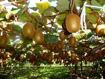 صادرات کیوی به هند و اوراسیا 