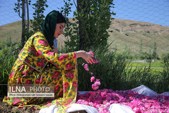 دومین جشنواره گلاب گیری روستای امروله سنندج