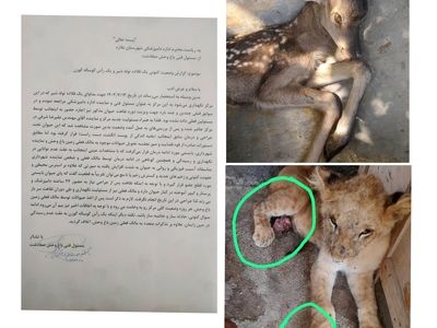 باغ وحش صفادشت با رای دادگاه به علت «تصرف عدوانی» تعطیل شد/ مرگ بچه مارال و آسیب دست توله شیر، پشت در پلمپ شده/ حیوانات در انتظار مجوز انتقال به مکان مناسب