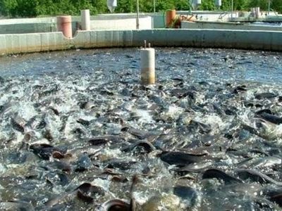 فعالیت ۴۳۰ مزرعه پرورش ماهی در آذربایجان غربی/ سالانه ۲۰هزار تن ماهی در استان تولید می شود