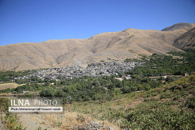 برداشت انور طلای سیاه در کردستان روستای پایگلان 