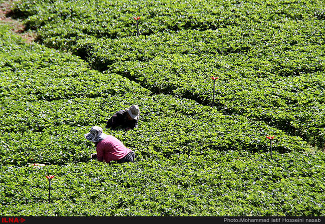  برداشت توت فرنگی در روستای شیان در سنندج