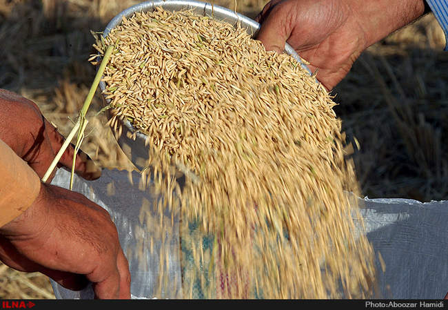 آخرین برداشت خوشه های طلایی برنج در 