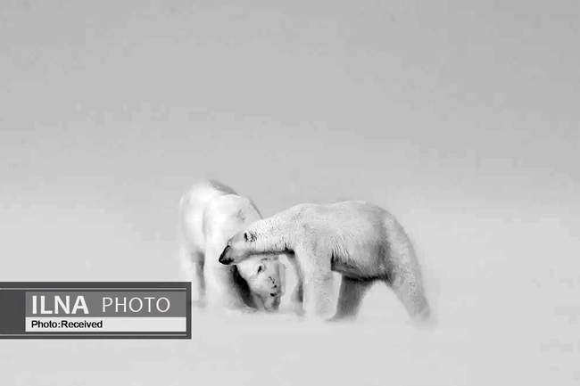 فینالیست ها و برندگان مسابقه عکاسی طبیعت وحش 2021