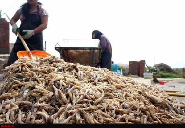 Shrimp export to Russia increased 3.5 times