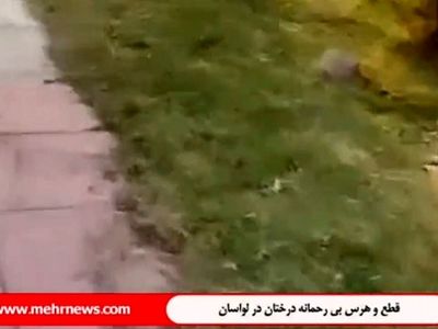 قطع درختان در لواسان + فیلم