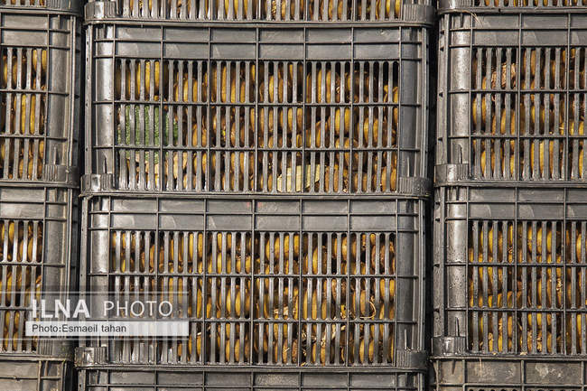 کار و امید، قصه زنان باغ کیوی