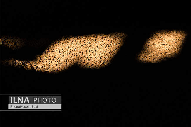 تولید شکر از چغندر قند 