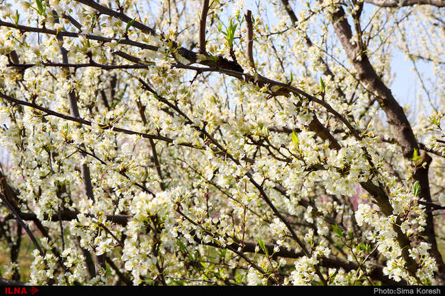شکوفه های بهاری در همدان