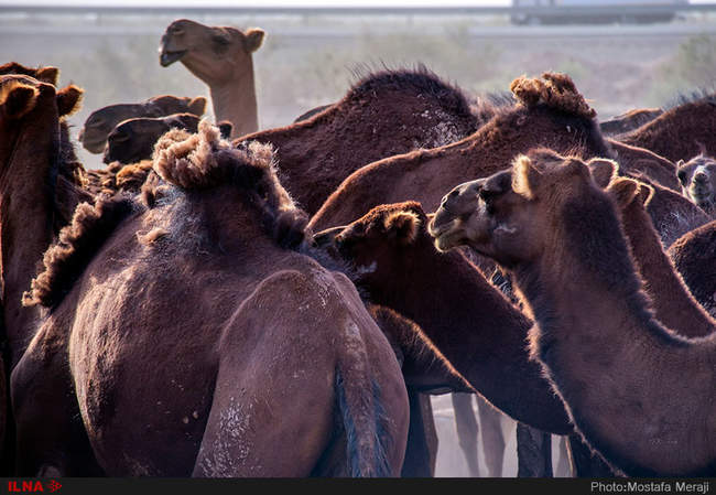 شترها در پارک ملی کویر، حوالی کاروانسرای دیرگچین 