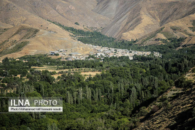 برداشت گردو در روستای پایگلان کردستان