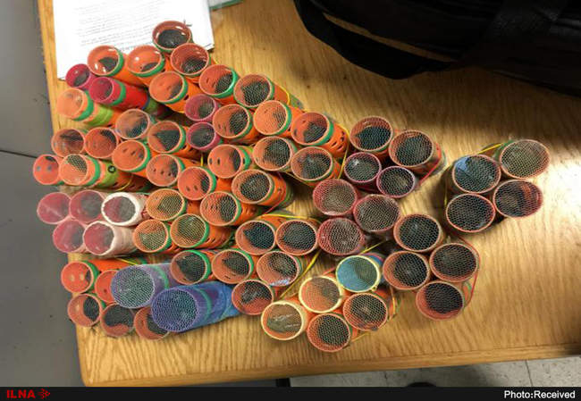 قاچاق حیوانات