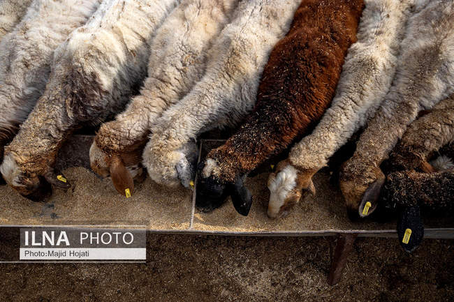 مزرعه دامپروری چپرقویمه، در مسیر محرومیت زدایی