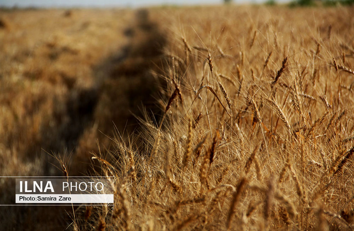بیش از ۲۰۰ هزار تن گندم در قزوین خریداری شد
