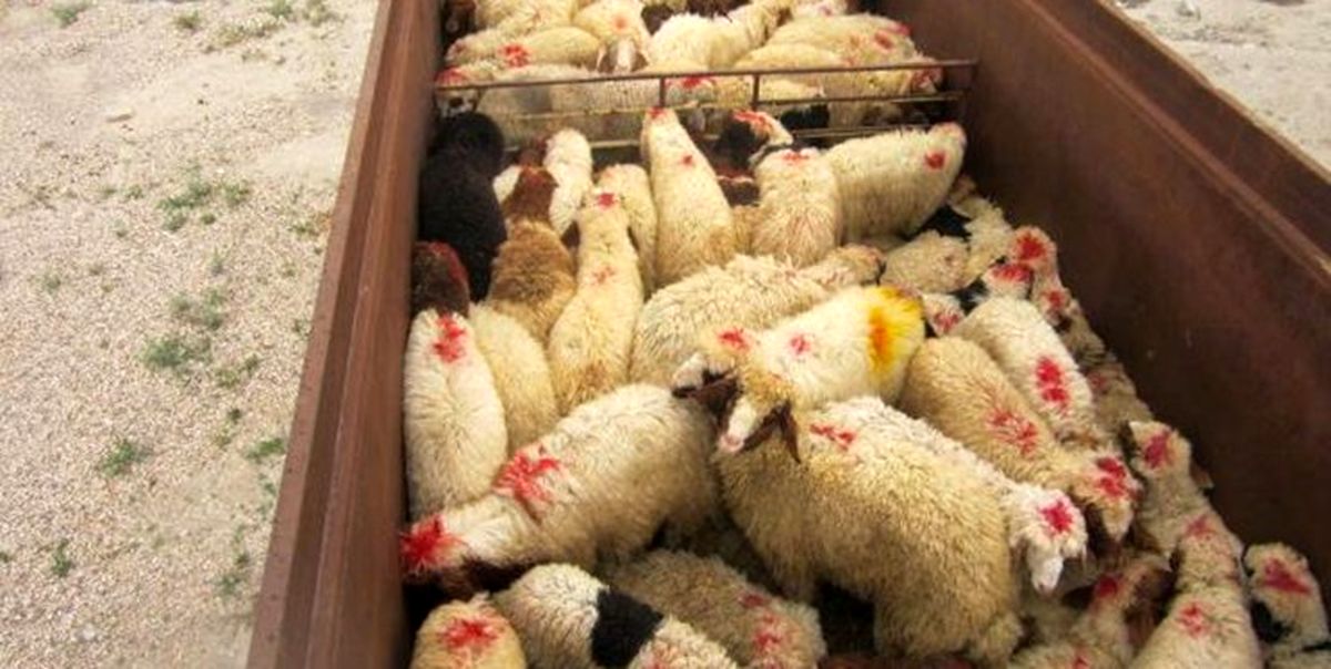 160 راس احشام قاچاق در تایباد کشف و توقیف شد