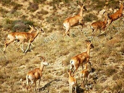 افزایش زیست آهو در پارک ملی بمو شیراز  