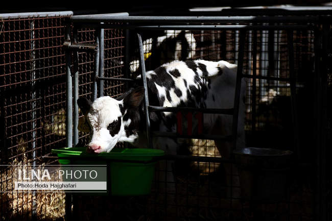 تولید در مسیر پیشرفت مناطق محروم
