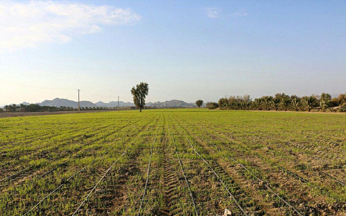 اجرای پروژه ایکاردا منجر به توسعه کردستان می شود 
