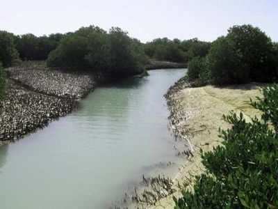درخواست برخی از دوستداران محیط زیست بوشهر از مسئولان استان/ضرورت تجهیز منابع طبیعی بوشهر به امکانات اطفای حریق و بالگرد آب‌پاش 