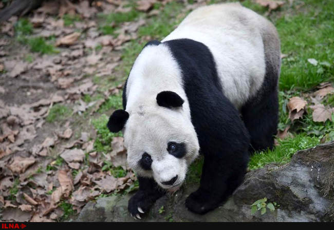 خانه سالمندان برای پانداهای پیر در استان سیچوآن کشور چین