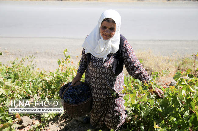 آغاز برداشت انگور سیاه در کردستان  - روستای پایگلان در شهرستان سروآبا
