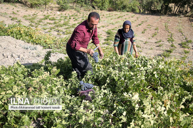 آغاز برداشت انگور سیاه در کردستان  - روستای پایگلان در شهرستان سروآبا