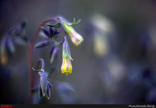 روستای خفر پادنا، پایتخت گیاهان دارویی ایران