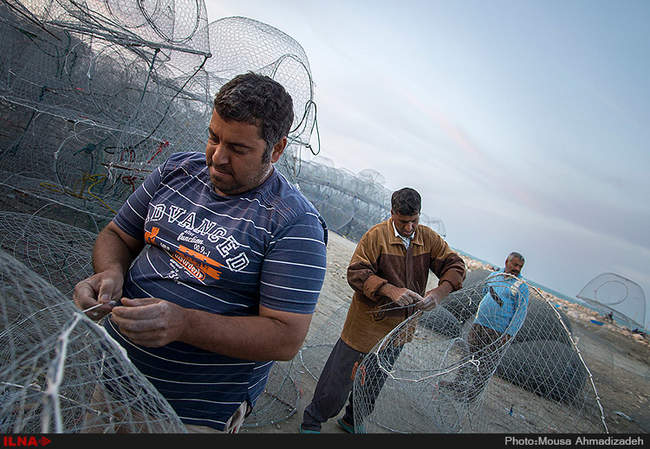 گرگور بافی در بوشهر