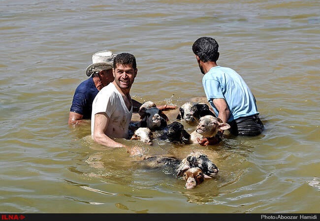 جشنواره سنتی مال شوران-رودبار گیلان