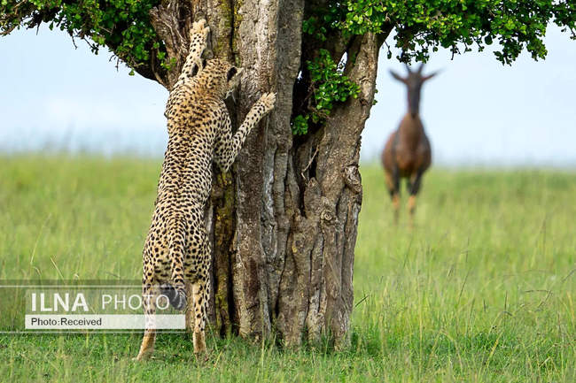  بامزه‌ترین مسابقه عکاسی جهان 