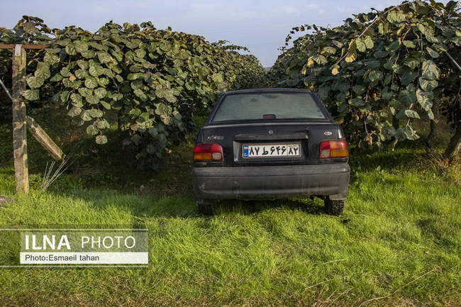 کار و امید، قصه زنان باغ کیوی