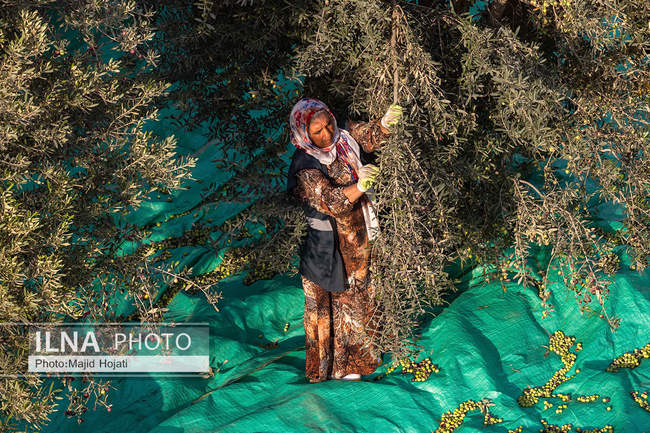 اشتغال زنان سرپرست خانواردر باغ زیتون حاجیکلاته