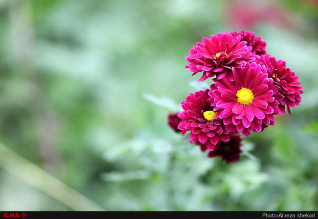 بهار، جلوه زیبای خداوند